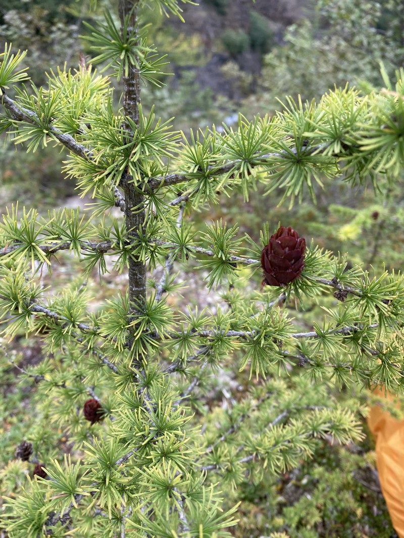 Larix × czekanowskii