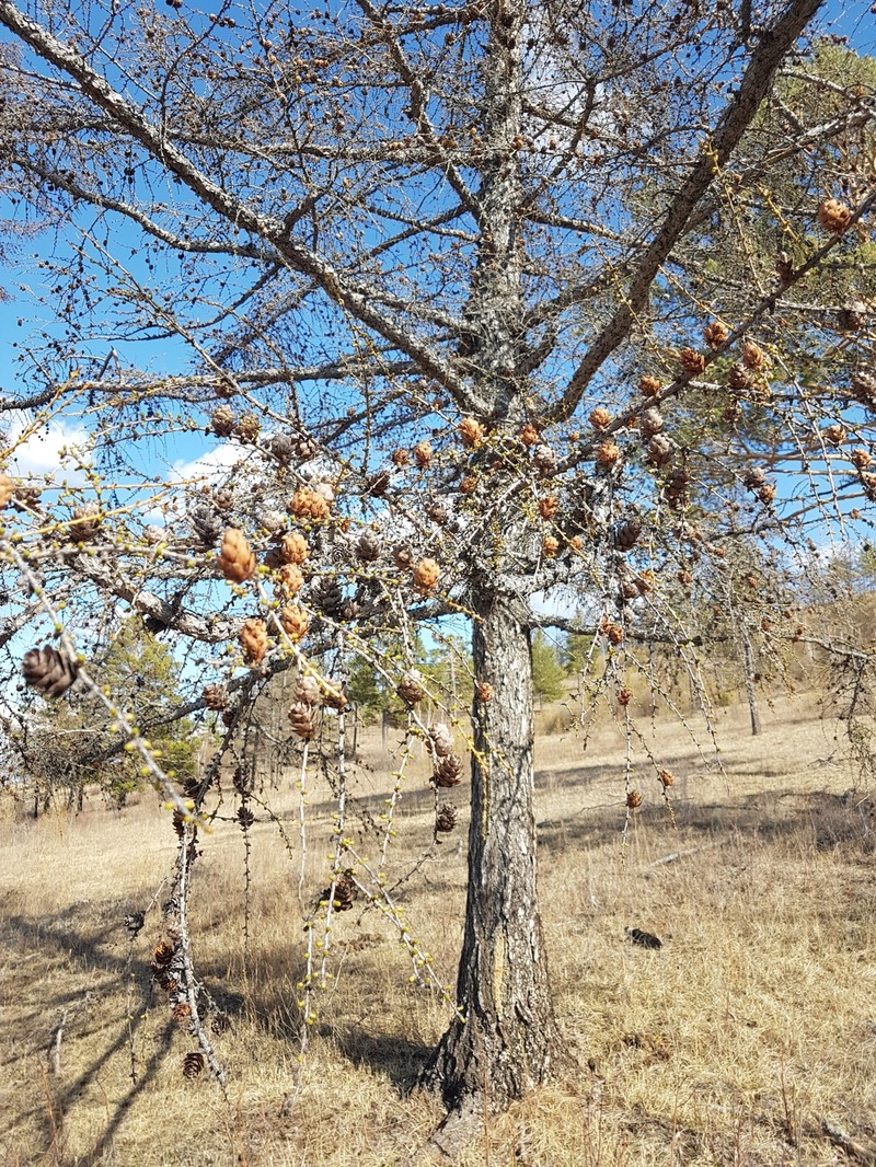 Larix × czekanowskii photo 2