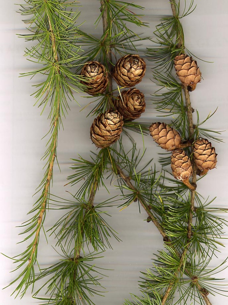 European Larch photo 7