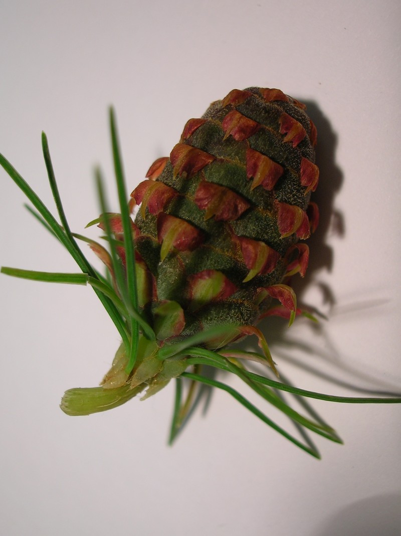 European Larch photo 8