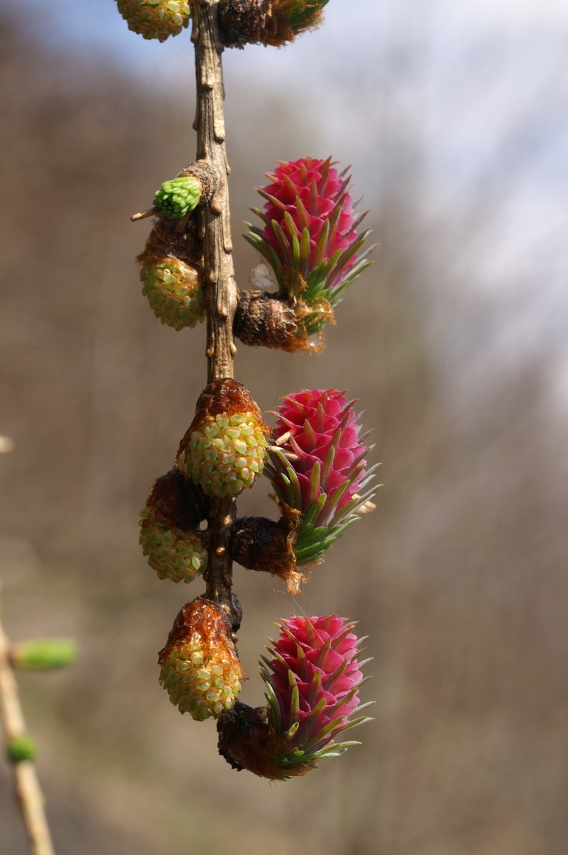 European Larch photo 9