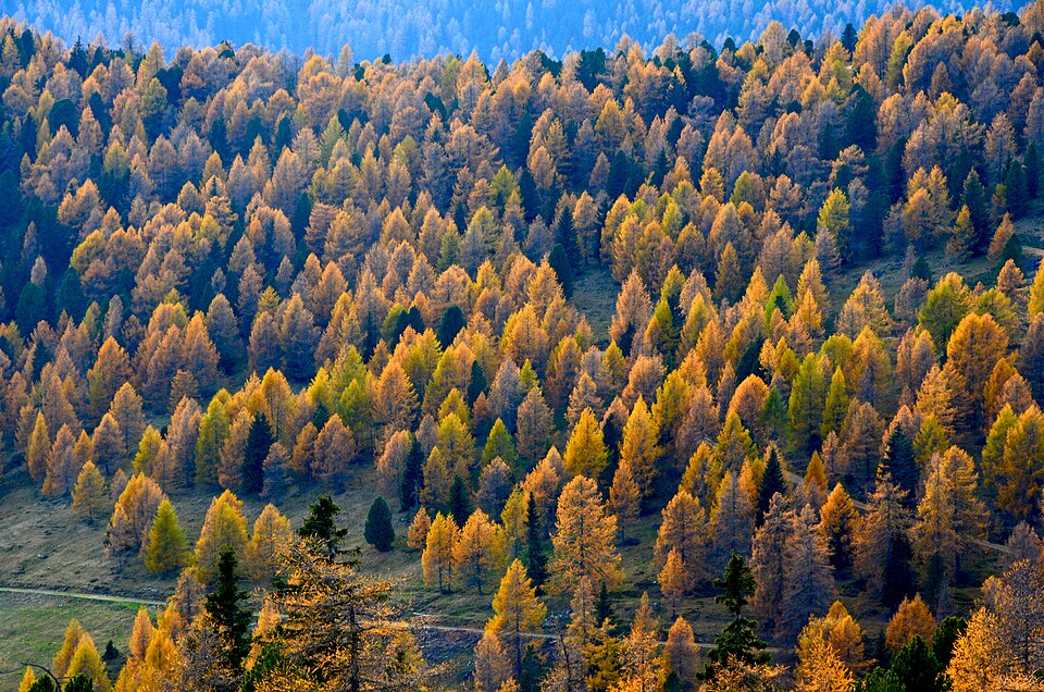 European Larch photo 2