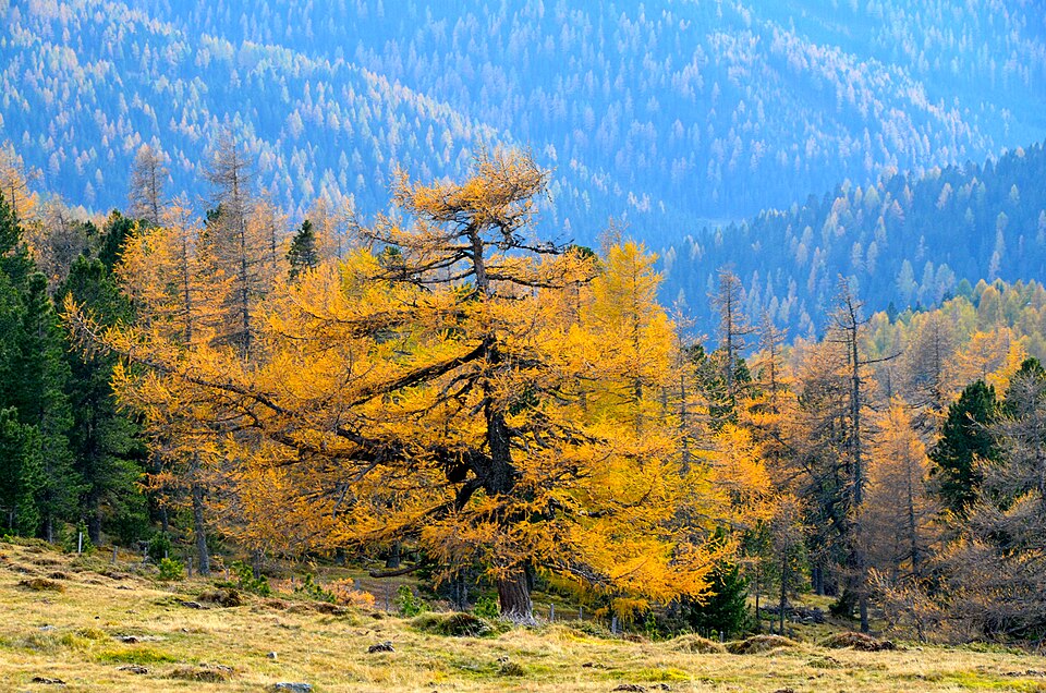 European Larch photo 3