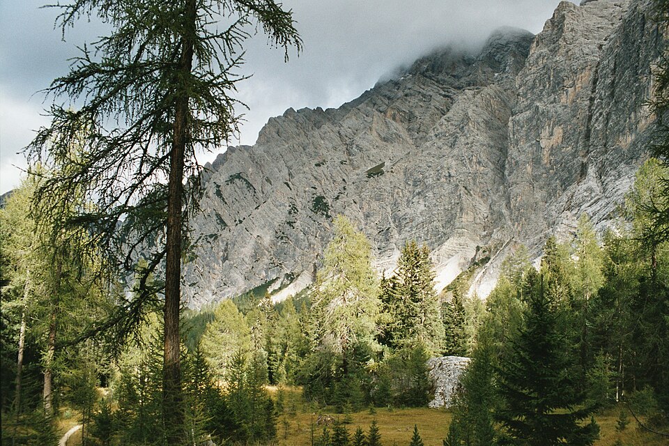 European Larch photo 4