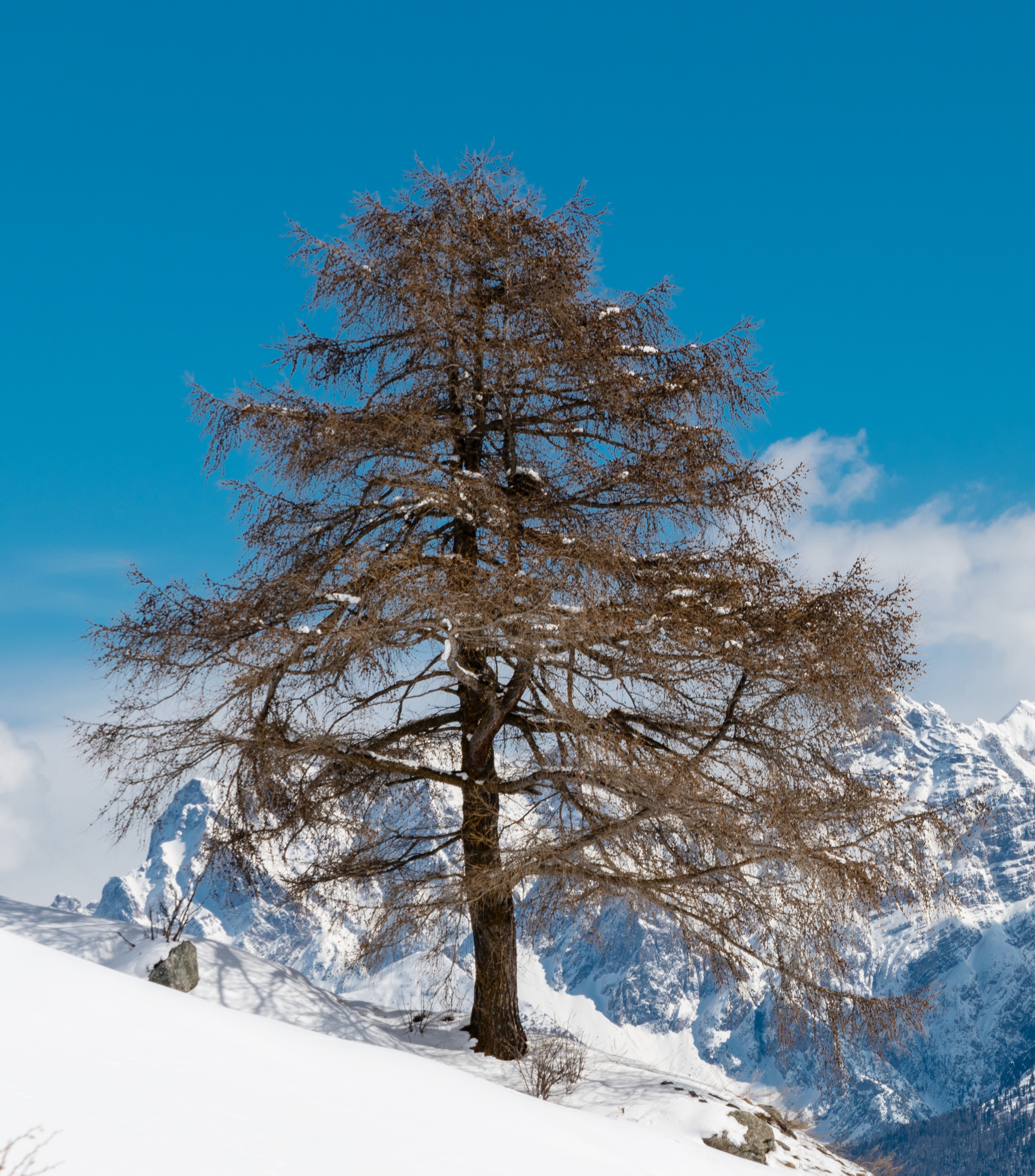 European Larch photo 5