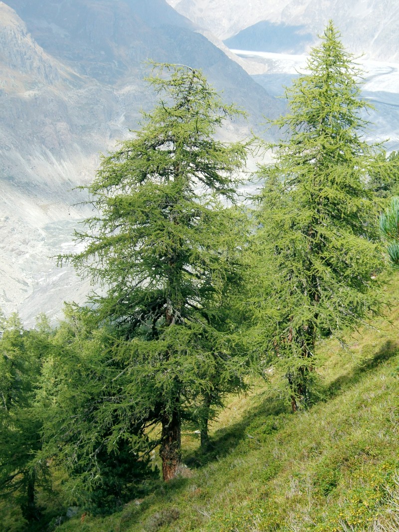 European Larch photo 6