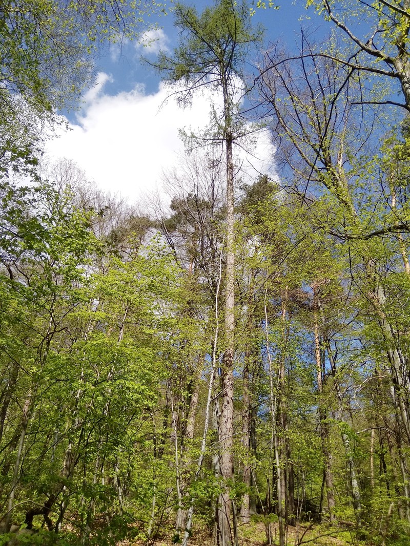 European Larch photo 7