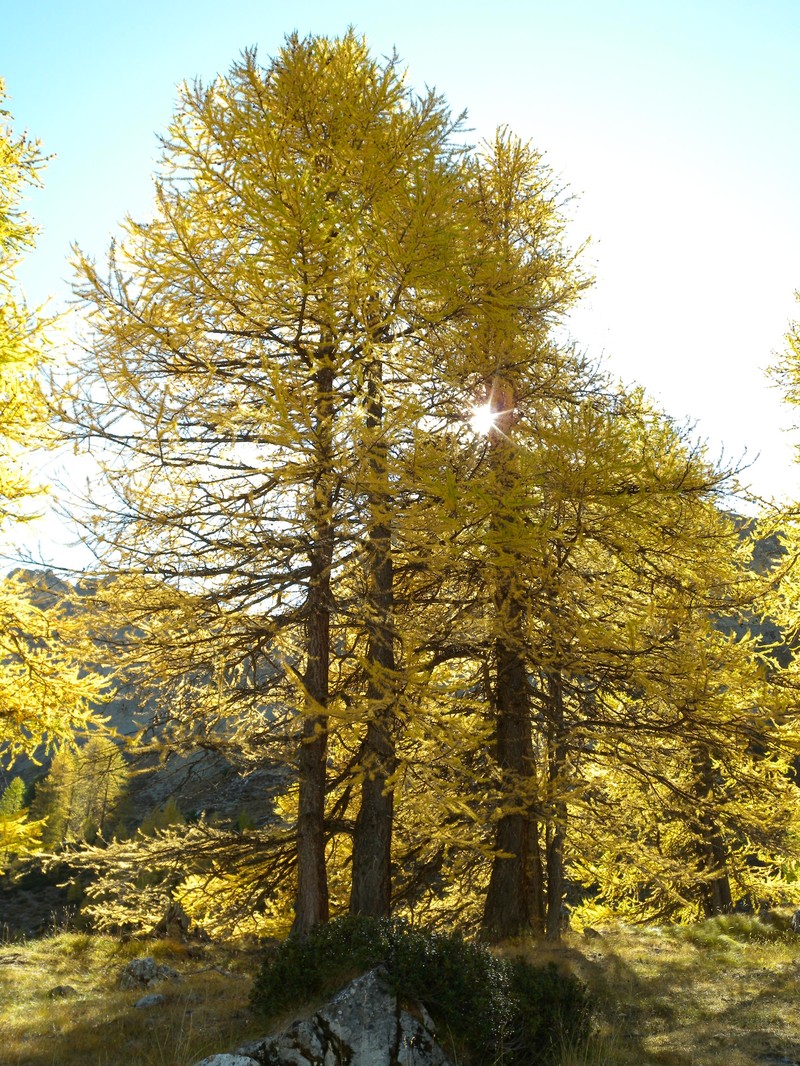 European Larch photo 8