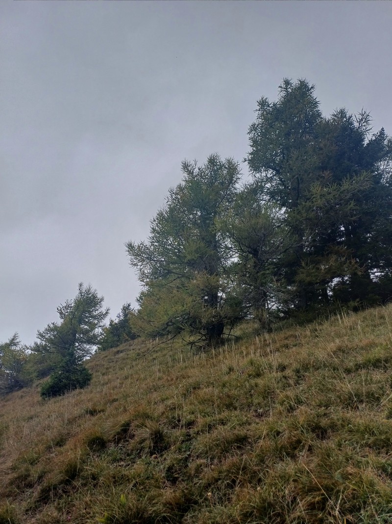Larix decidua var. carpatica