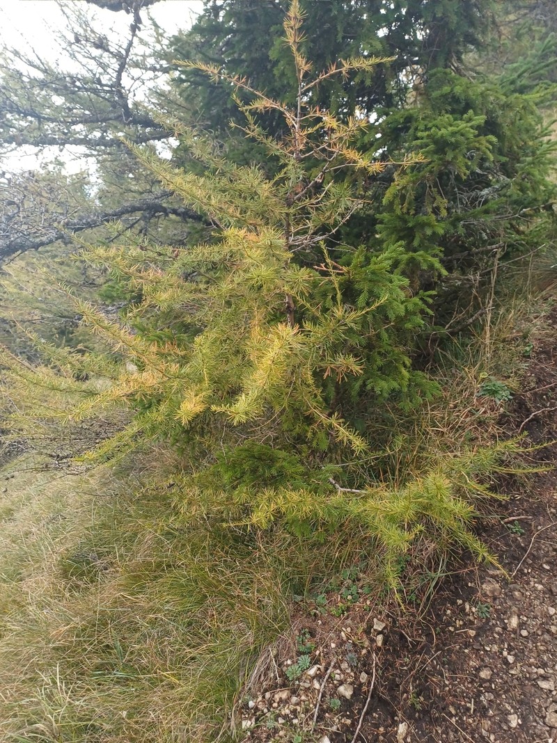Larix decidua var. carpatica photo 2