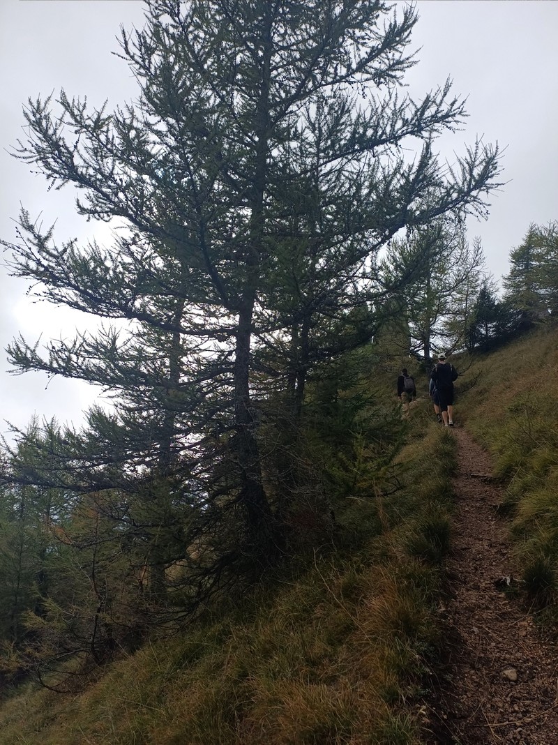 Larix decidua var. carpatica photo 3