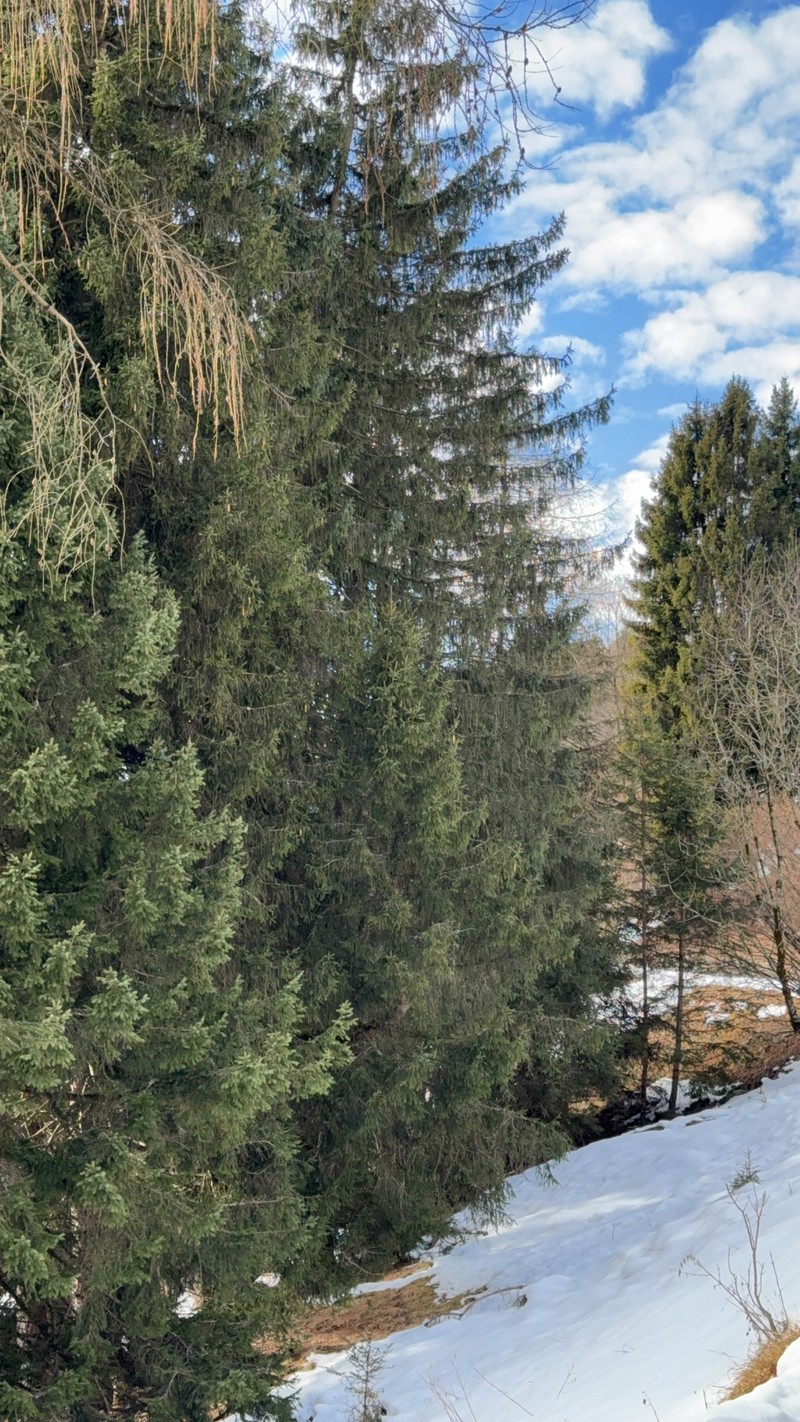 Larix decidua var. decidua