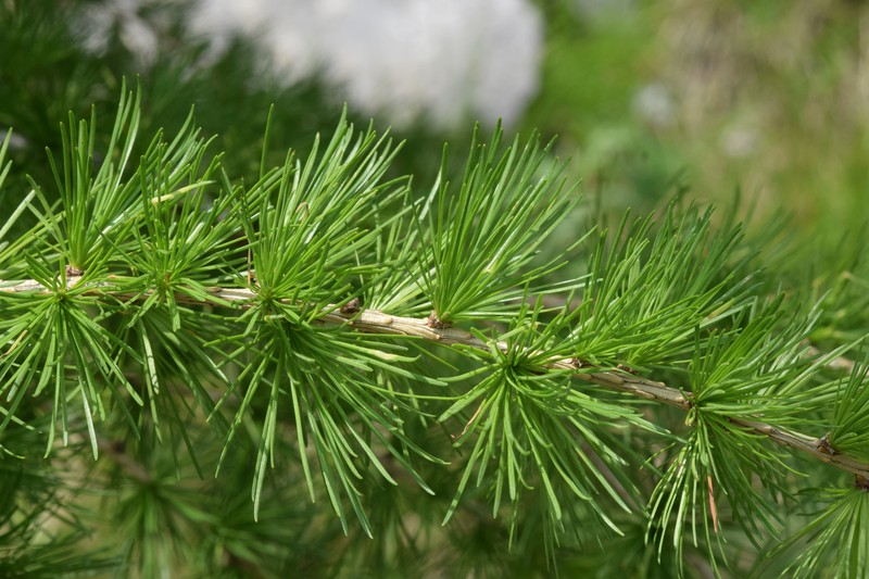 Larix decidua var. decidua photo 2