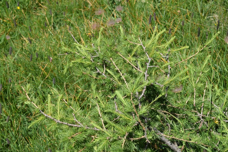 Larix decidua var. decidua photo 3