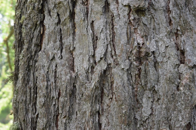 Larix decidua var. decidua photo 4