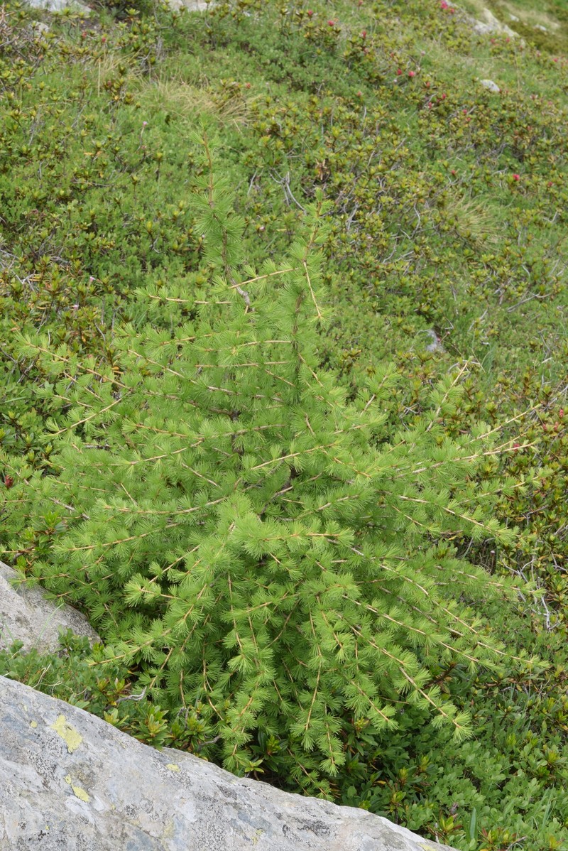Larix decidua var. decidua photo 5