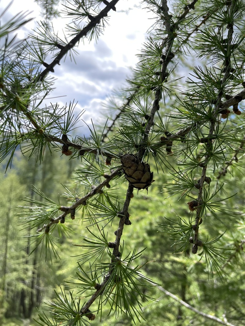 Larix decidua var. decidua photo 6