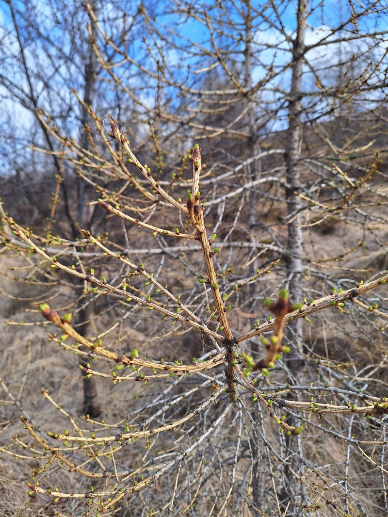 Larix decidua var. decidua photo 8