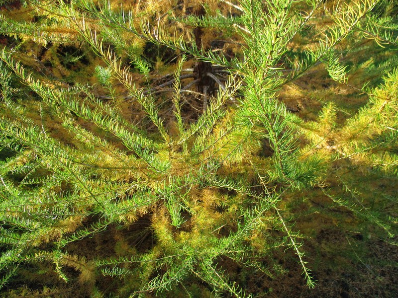 Larix decidua var. polonica