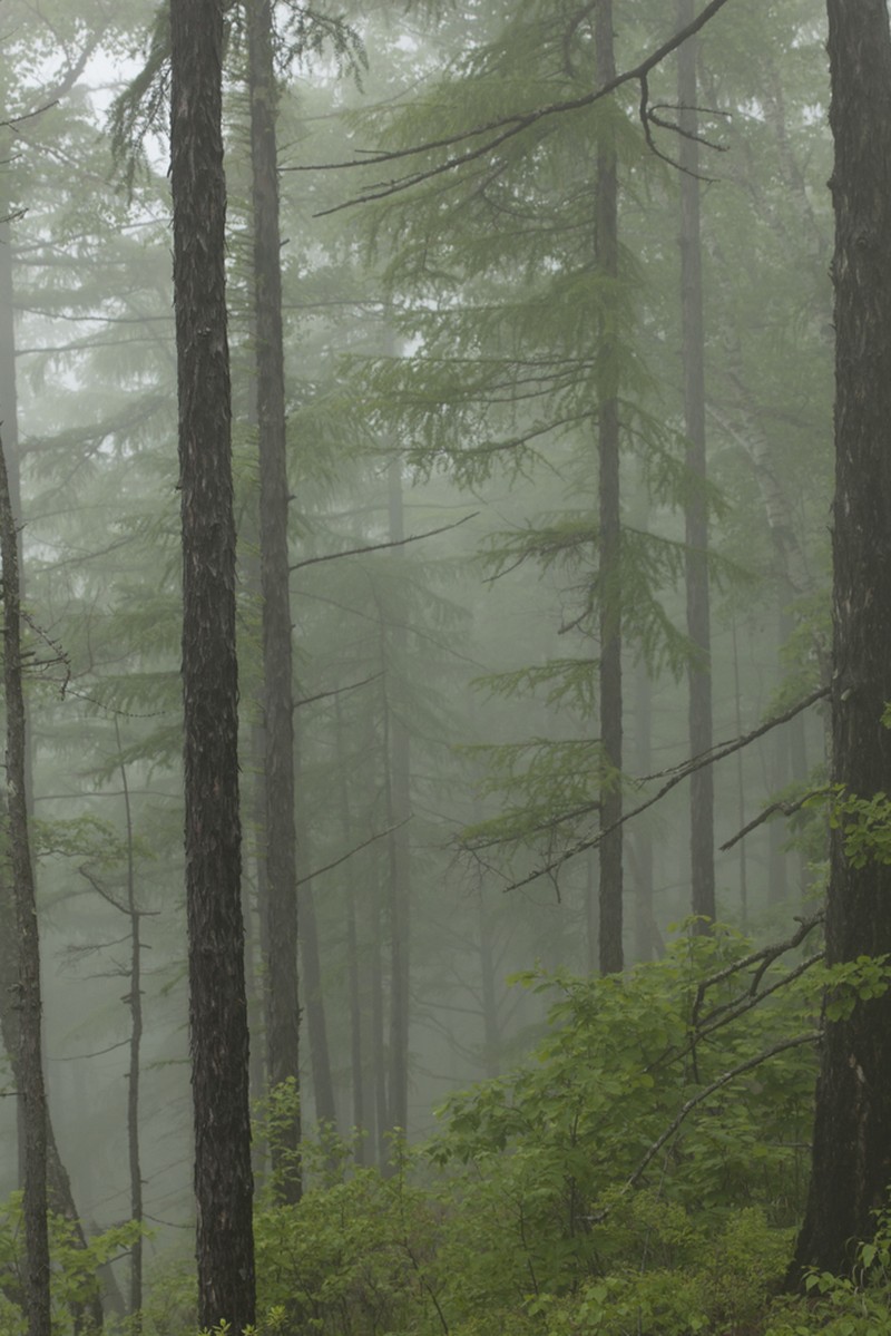 Dahurian Larch photo 3