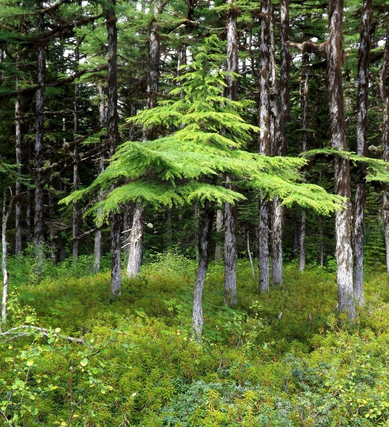 Dahurian Larch photo 4