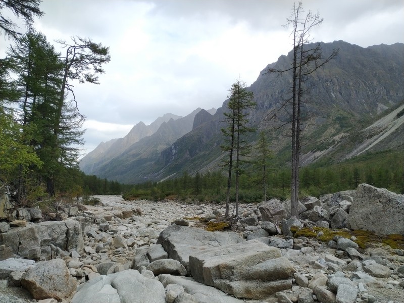 Dahurian Larch photo 5
