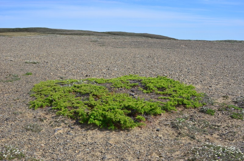 Dahurian Larch photo 6