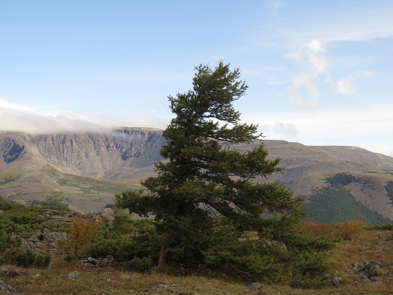 Dahurian Larch photo 7