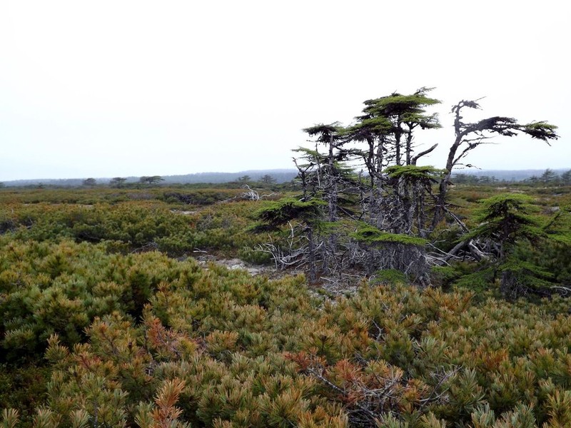 Dahurian Larch photo 8