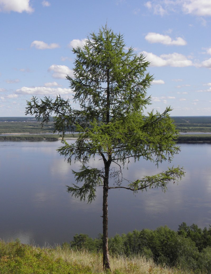 Dahurian Larch