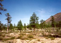 Dahurian Larch
