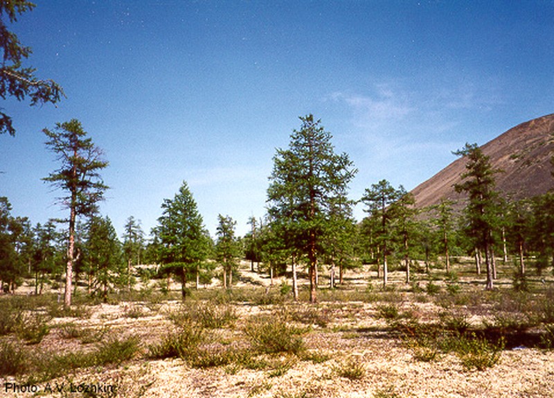Dahurian Larch