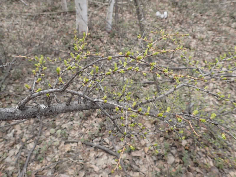 Larix gmelinii var. gmelinii