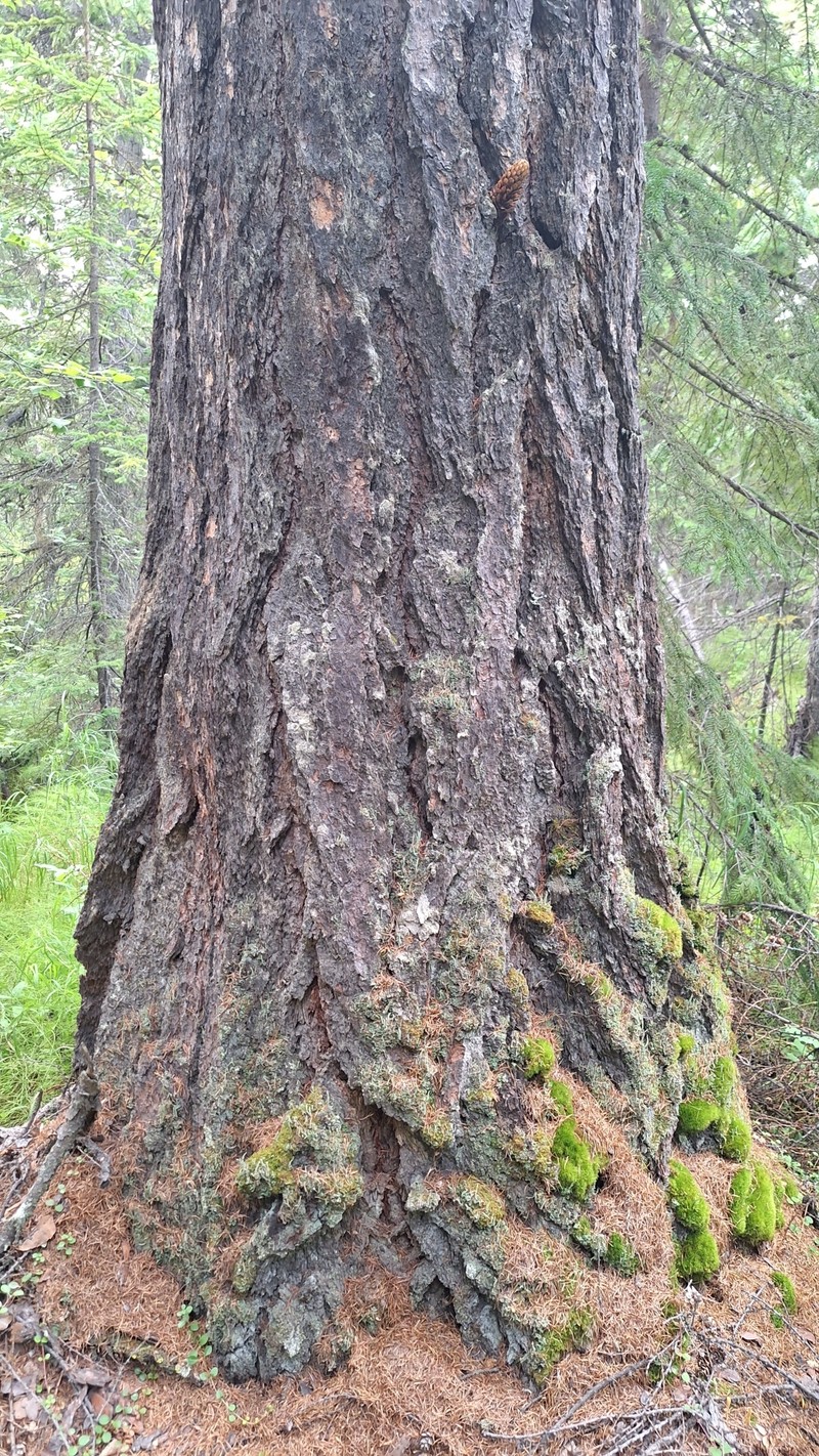 Larix gmelinii var. gmelinii photo 2