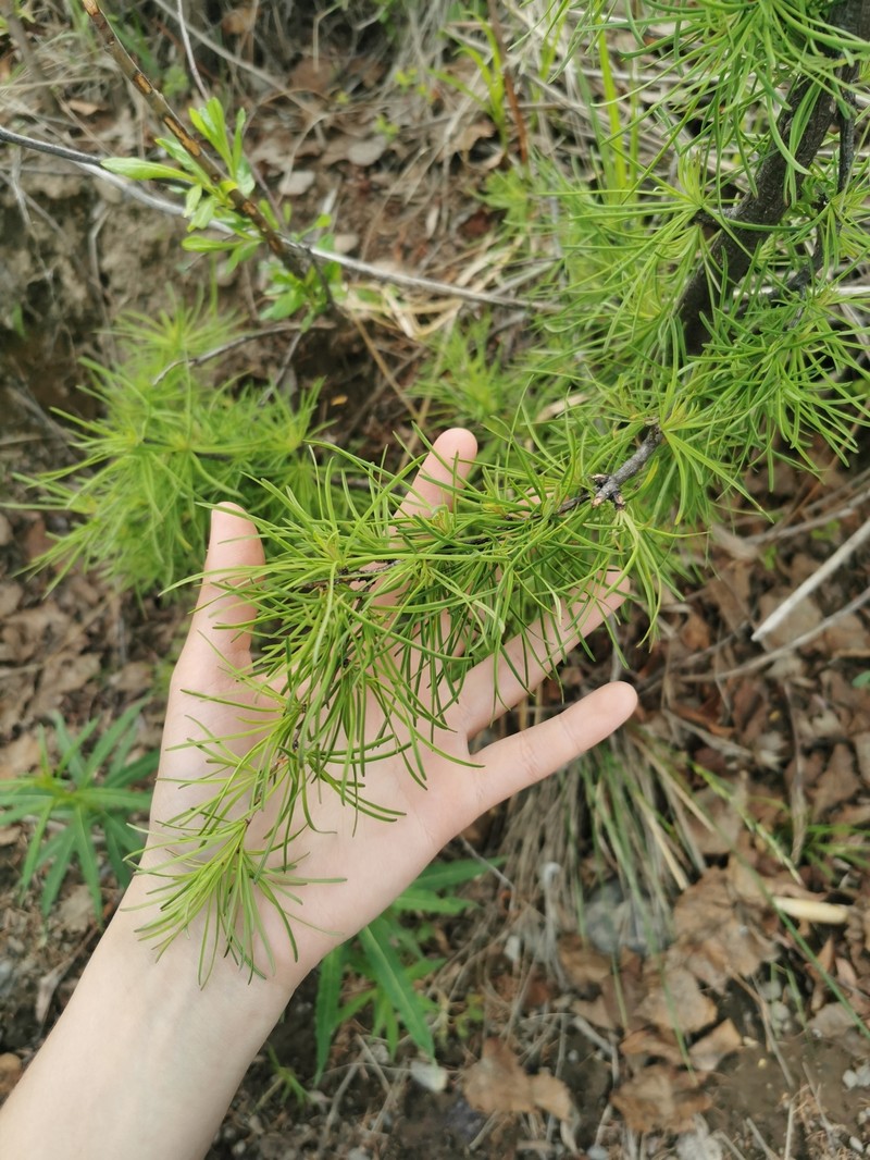 Larix gmelinii var. gmelinii photo 4