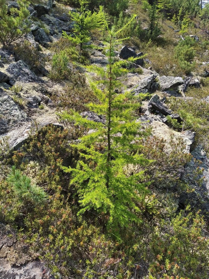 Larix gmelinii var. gmelinii photo 7