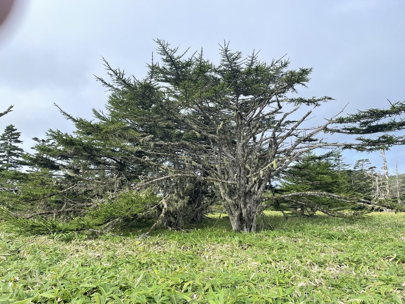 Larix gmelinii var. japonica photo 2