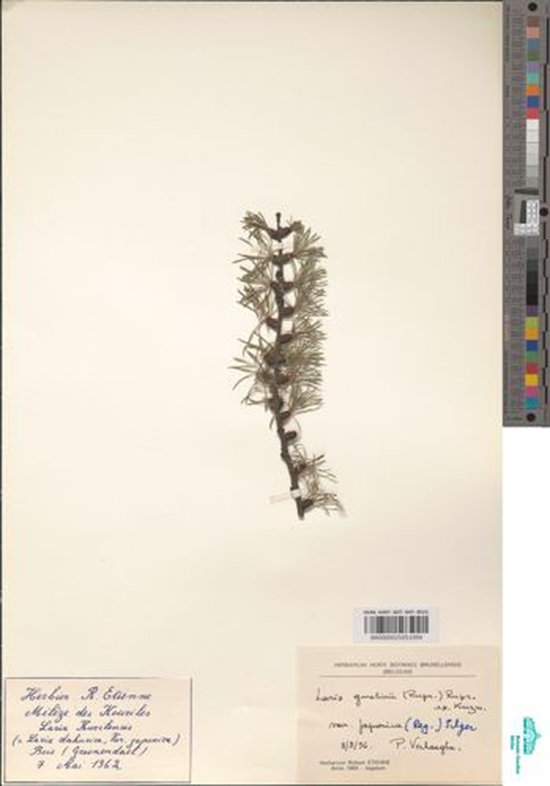 Larix gmelinii var. japonica photo 3