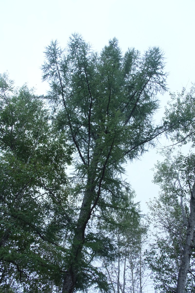 Larix gmelinii var. olgensis photo 3