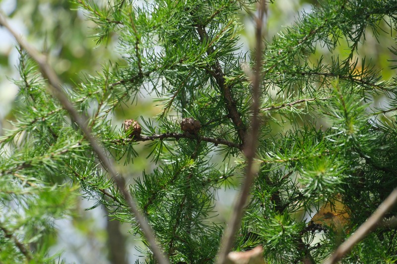 Larix gmelinii var. olgensis photo 4