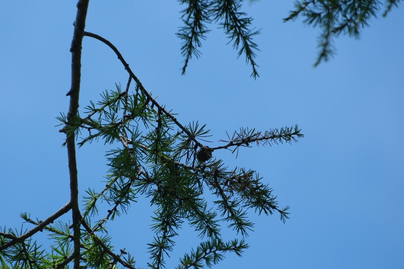 Larix gmelinii var. olgensis photo 5