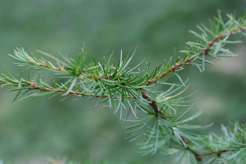 Larix gmelinii var. olgensis photo 6