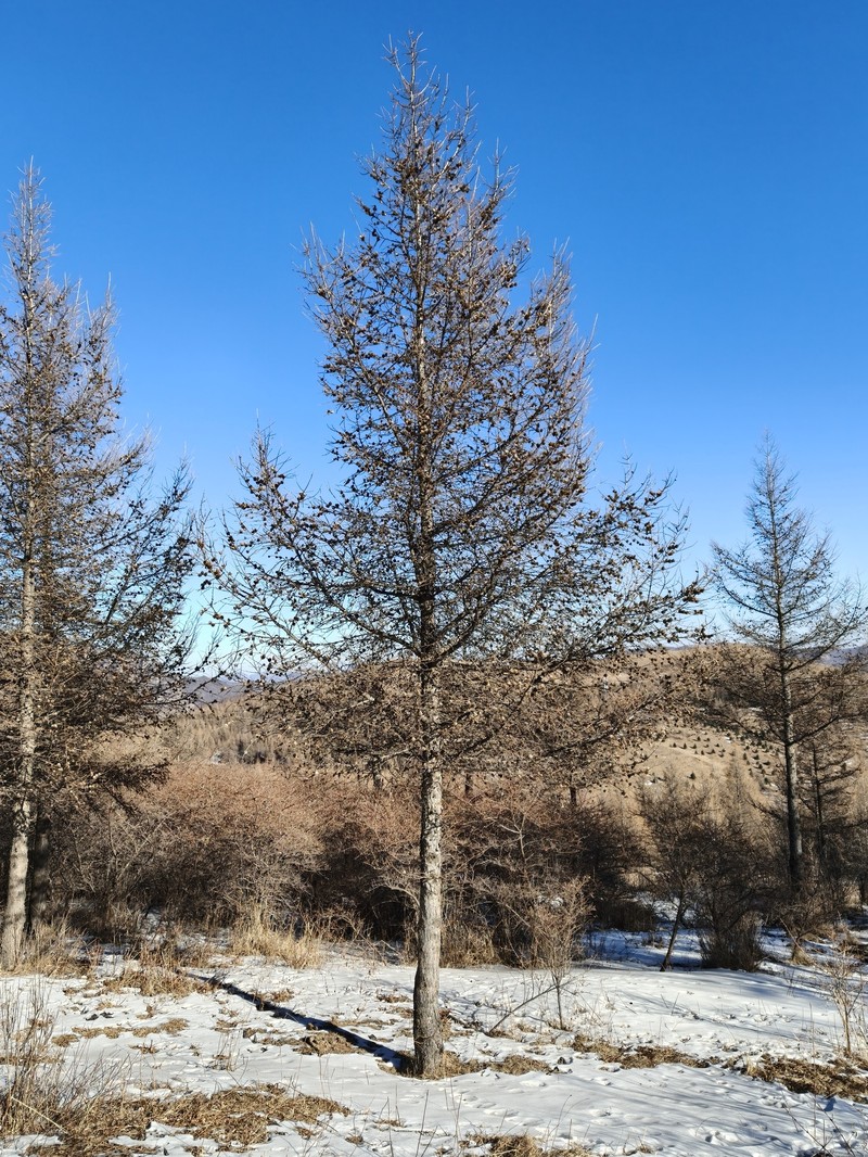 Larix gmelinii var. principis-rupprechtii