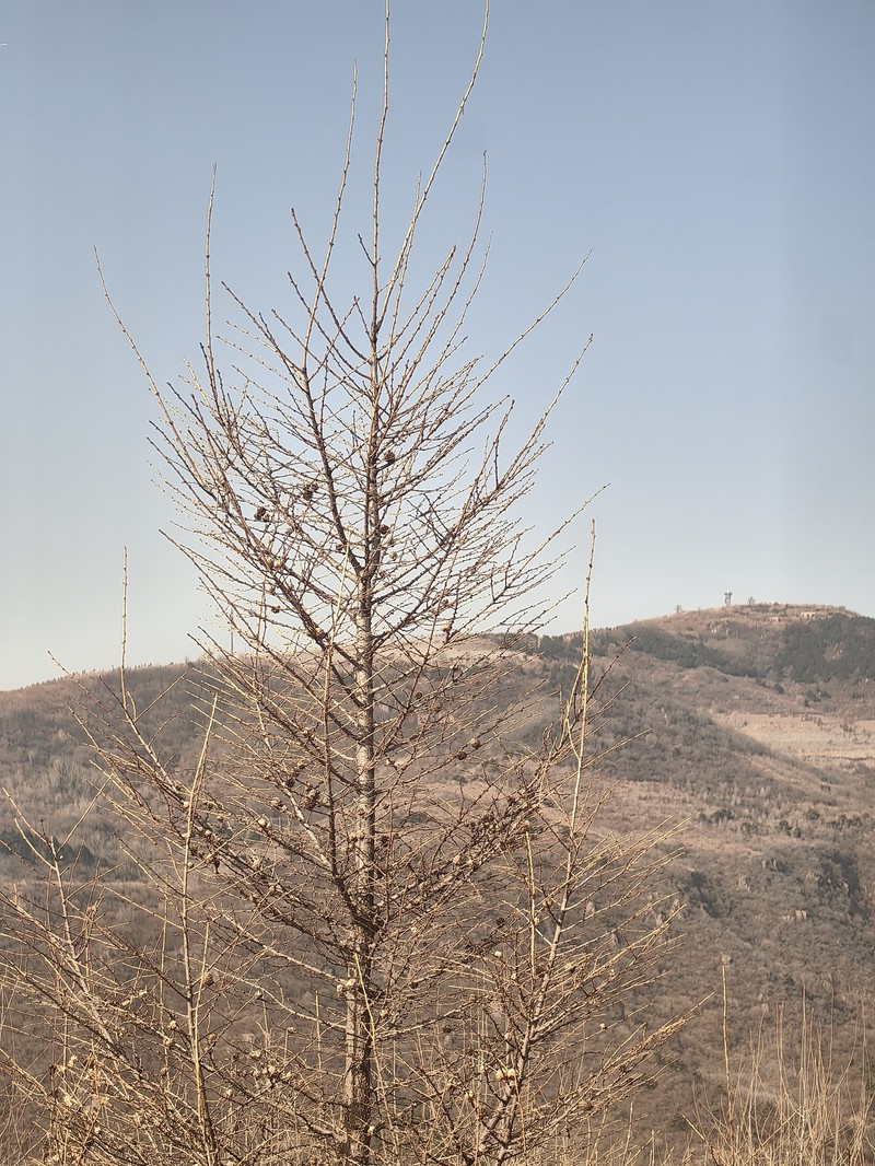 Larix gmelinii var. principis-rupprechtii photo 4