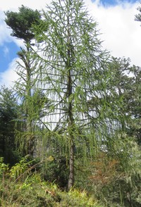Larix griffithii
