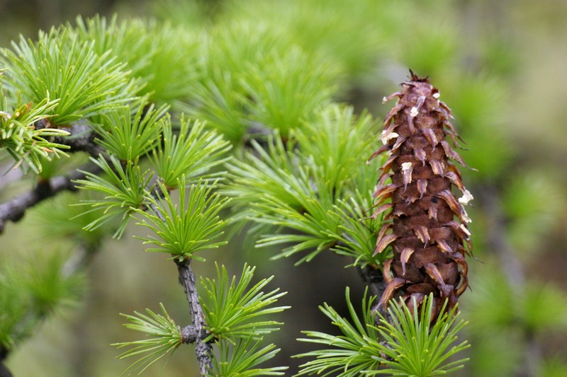 Larix griffithii photo 2