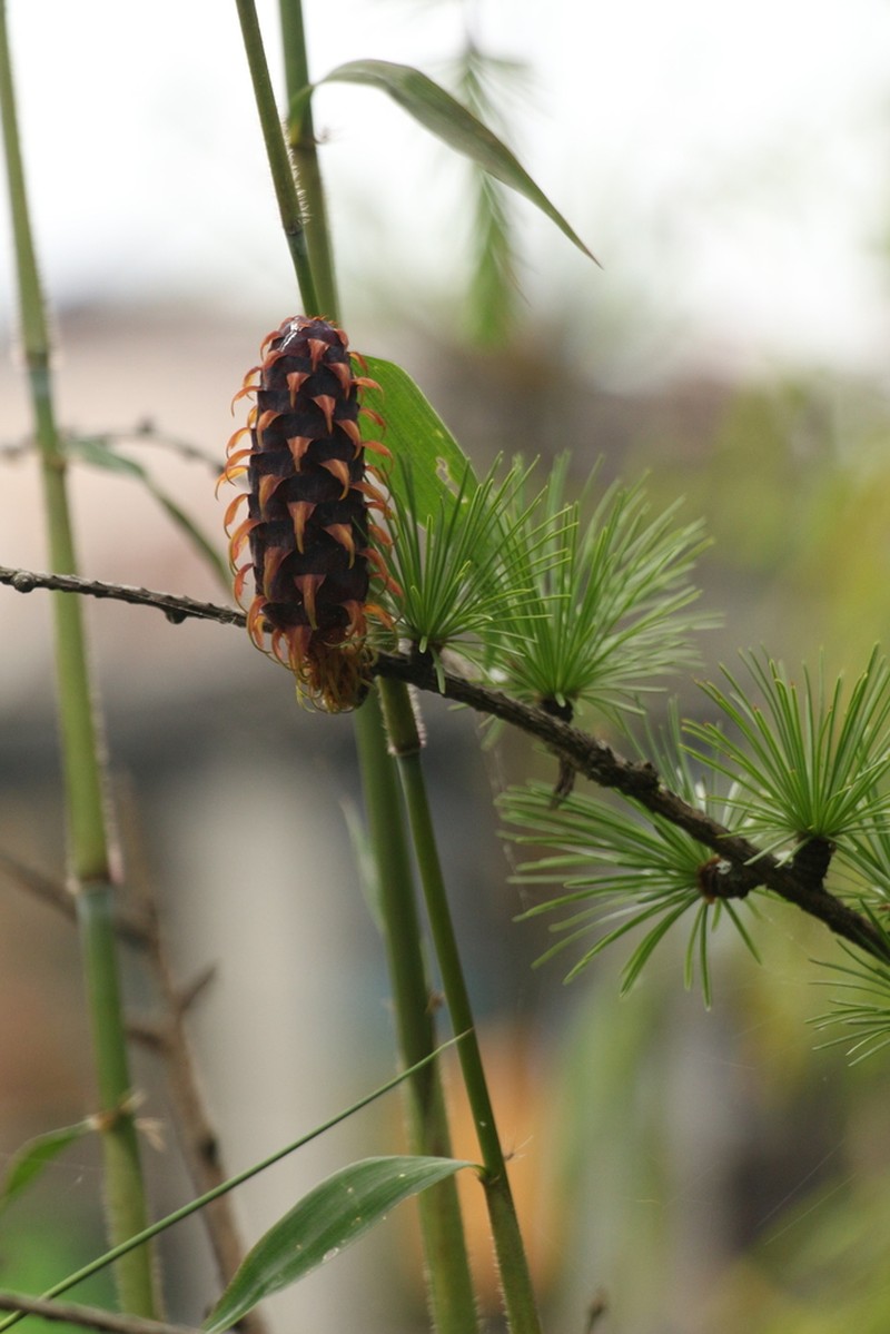 Larix griffithii photo 3