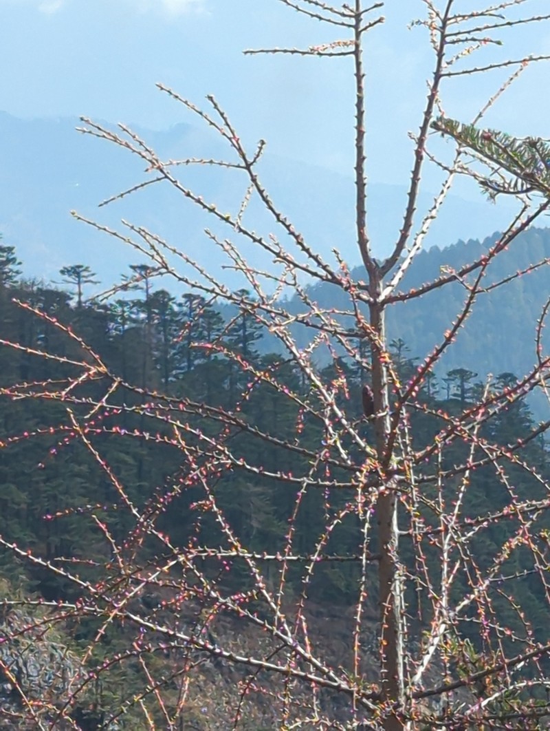 Larix griffithii photo 4
