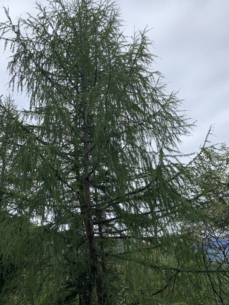 Larix griffithii photo 5