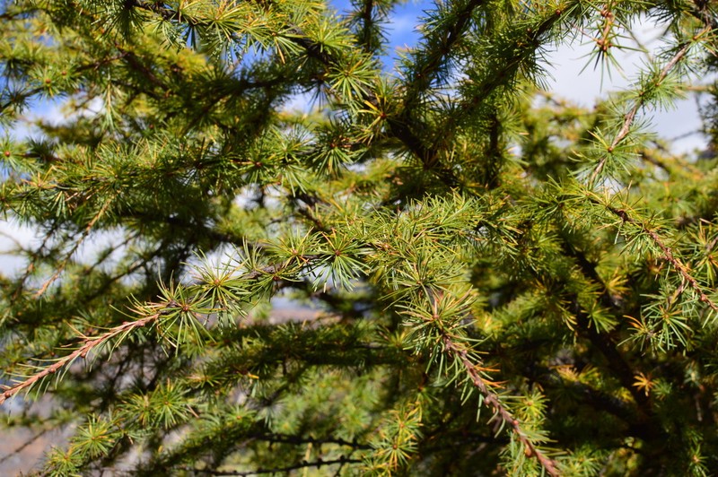 Larix griffithii photo 6